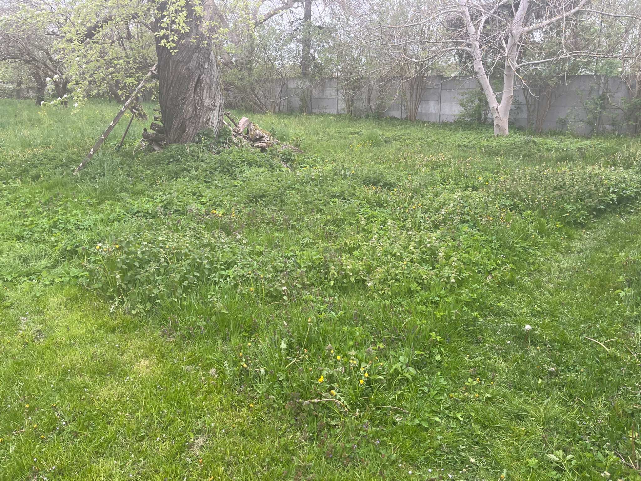 Zarośnięty trawnik z wysoką trawą i chwastami, widoczny duży pień drzewa i betonowy płot w tle.