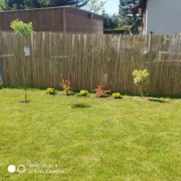 Ogród z posadzoną roślinnością: drzewka ozdobne i krzewy, na tle bambusowego płotu i zielonego trawnika w słoneczny dzień. Widok z poziomu gruntu.