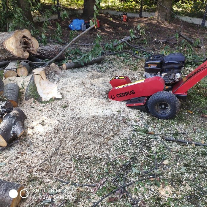 Czerwona frezarka do pni drzew Cedrus w trakcie pracy, otoczona świeżymi trocinami i pociętymi fragmentami pnia, z widocznym pniem drzewa w tle.
