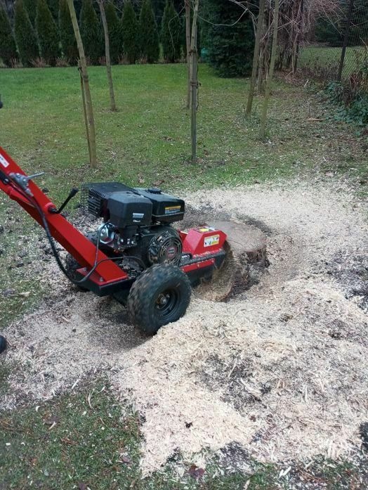 Czerwona frezarka do pni drzew w trakcie pracy, otoczona stertą świeżych wiórów drzewnych na trawniku w ogrodzie.