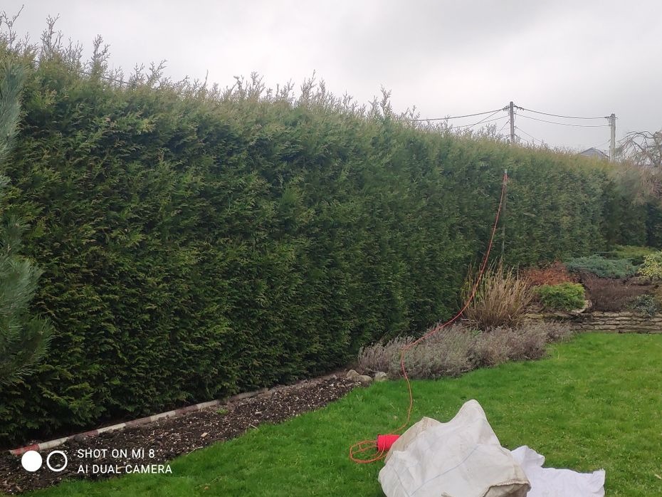 Długa, gęsta ściana z żywopłotu z tui szmaragd, widoczny przewód elektryczny oraz worki z odpadami po cięciu na trawniku.