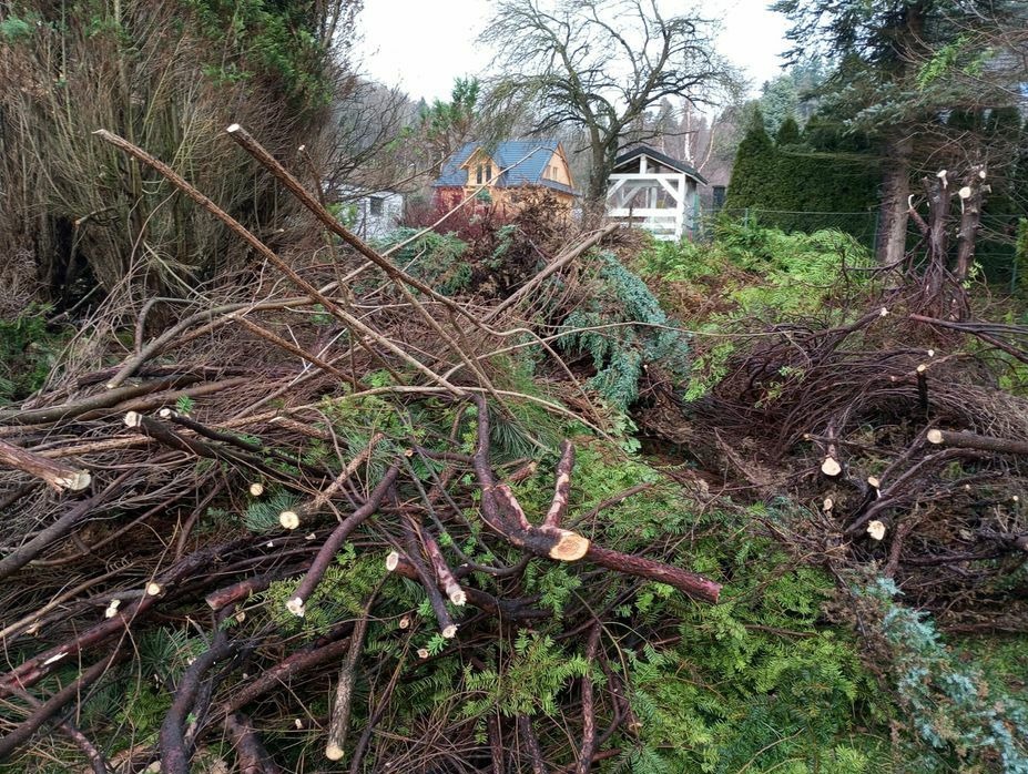 Kupa gałęzi i ściętych pni drzew iglastych po wycince, w tle domki ogrodowe i budynek mieszkalny.