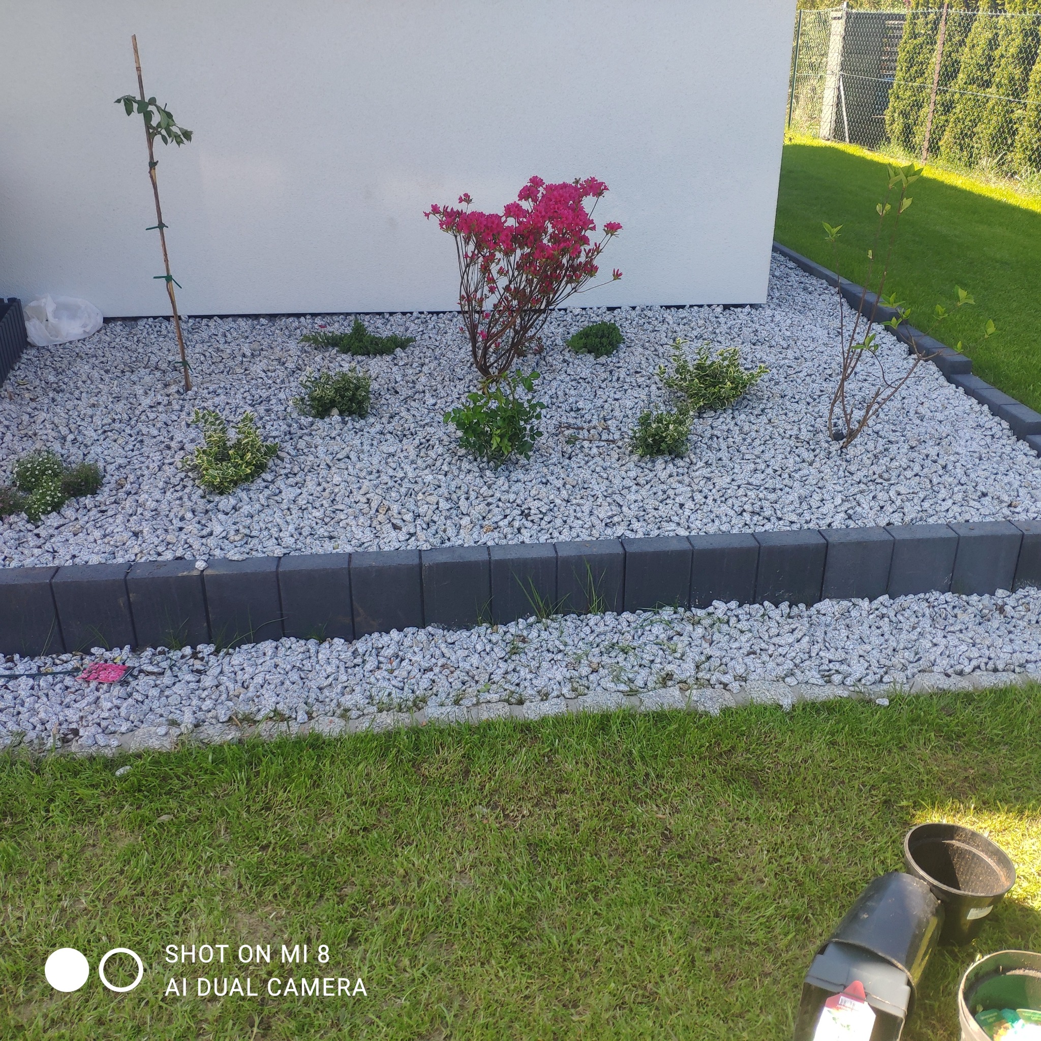 Rabata z szarym grysem, obrzeżem z kostki i nasadzeniami: kwitnącą azalią, krzewami i młodymi drzewkami. W tle trawnik i ogrodzenie z siatki.