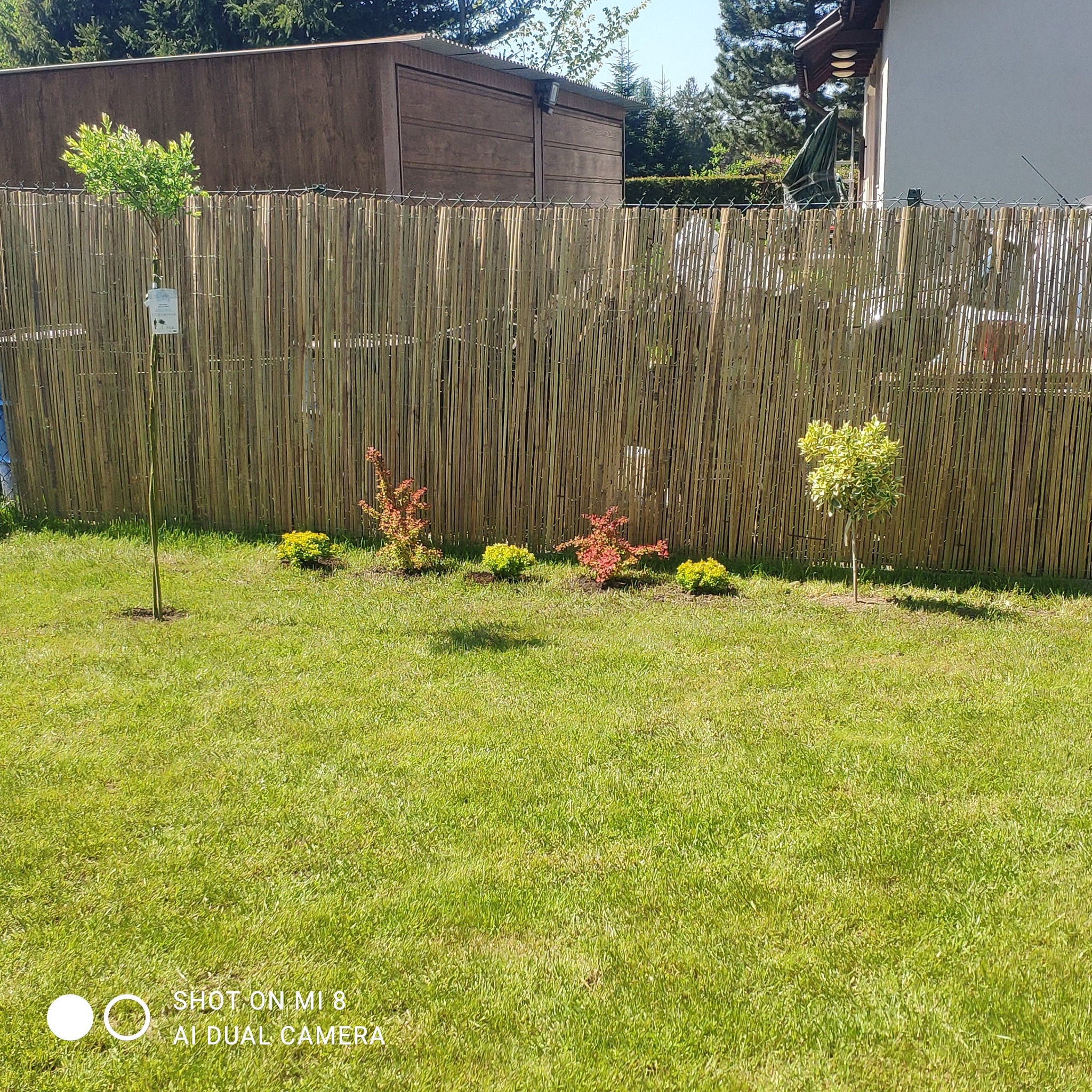 Ogród z posadzoną roślinnością: drzewka ozdobne i krzewy, na tle bambusowego płotu i zielonego trawnika w słoneczny dzień. Widok z poziomu gruntu.