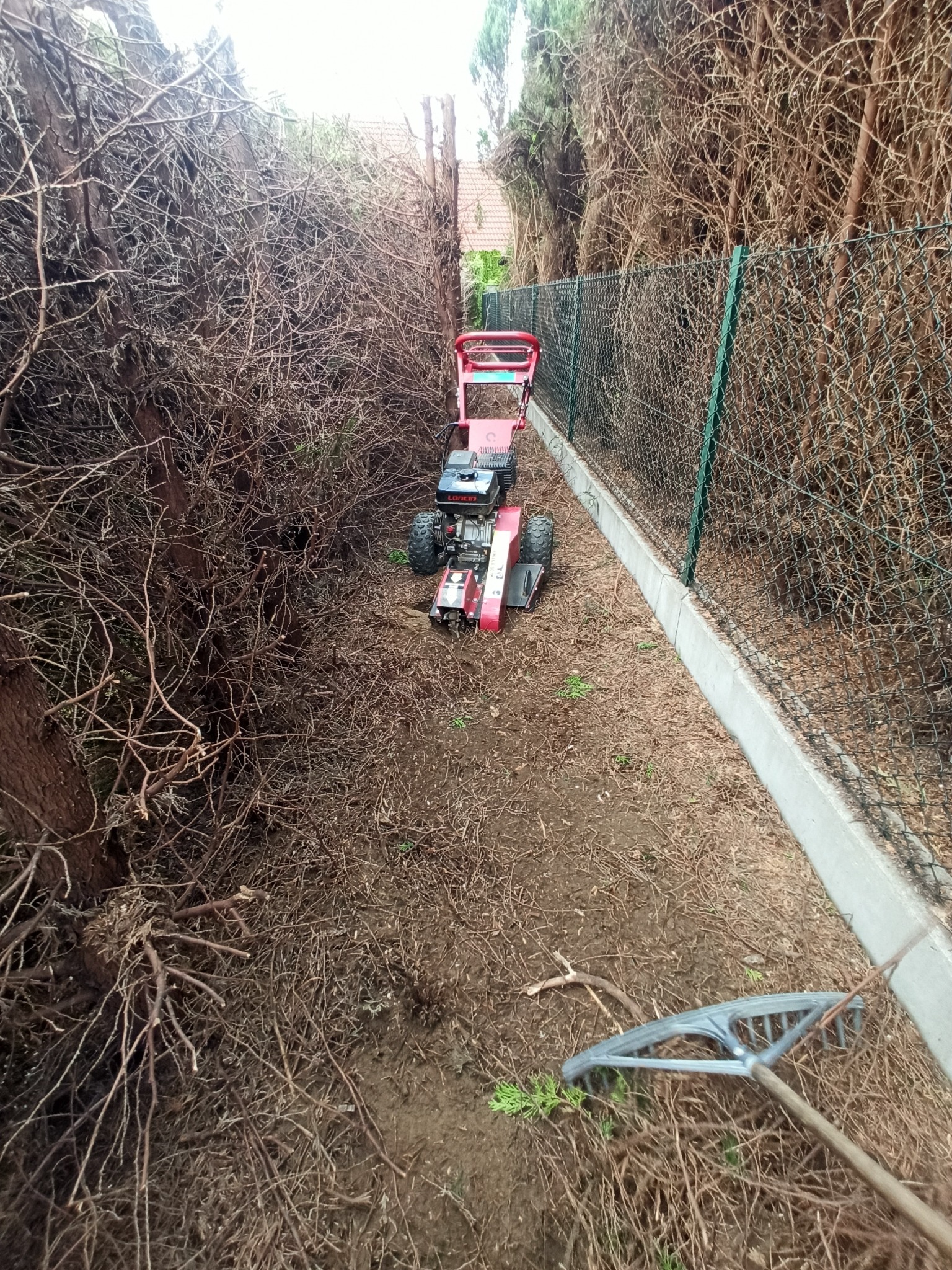 Specjalistyczny traktorek między wysokimi tujami po wycince, grabie na ziemi. W tle siatka ogrodzeniowa i dom.