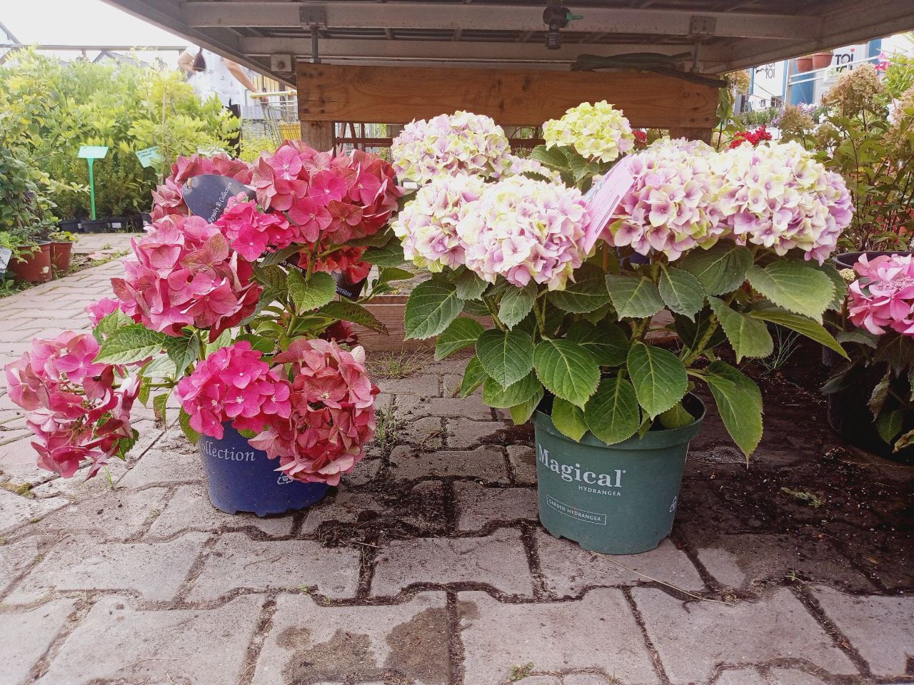 Organizujemy rośliny i dowozimy je do klienta. Część roślin pochodzi z naszej firmowej szkółki roślin