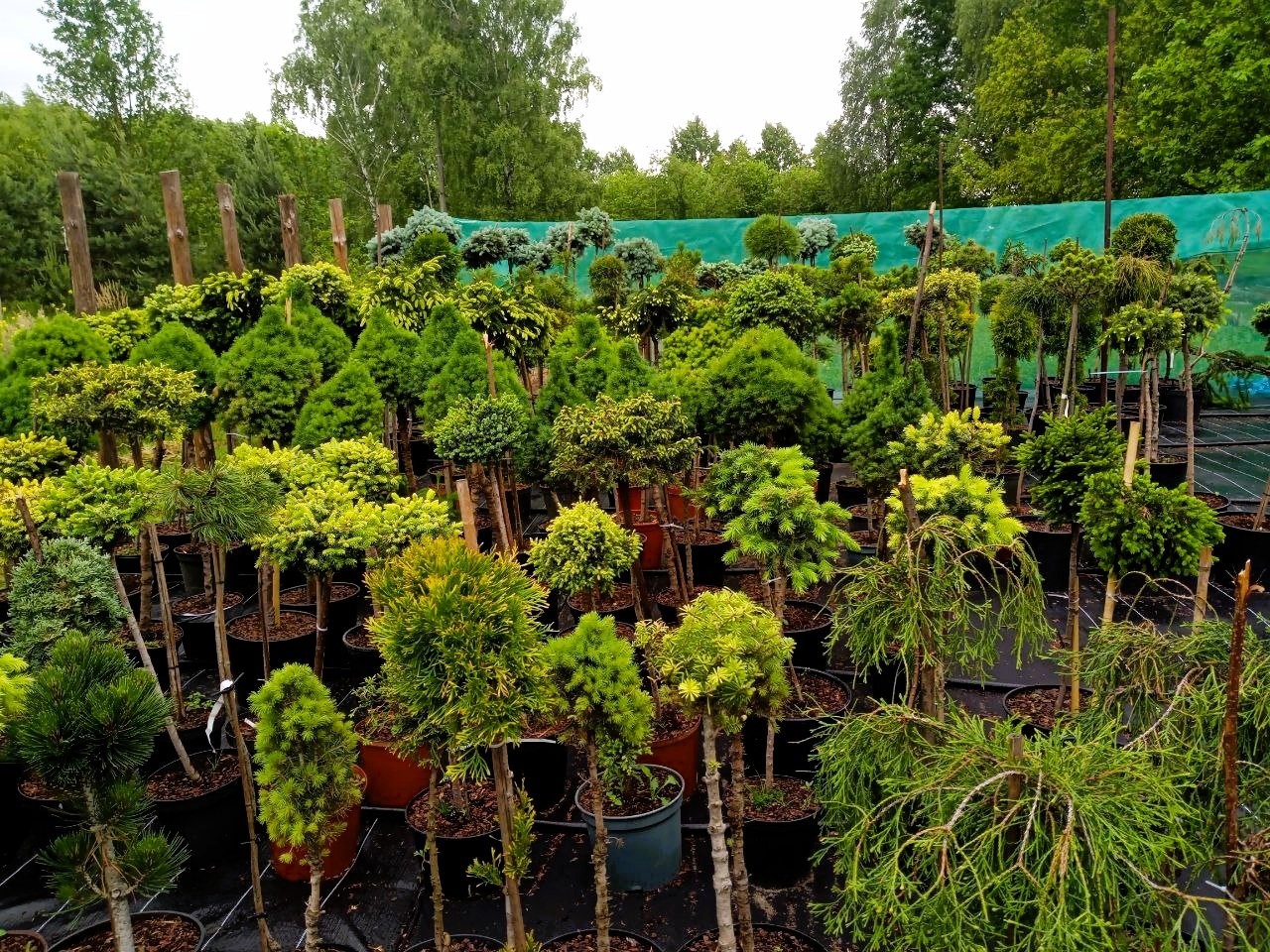 własna szkółka roślin