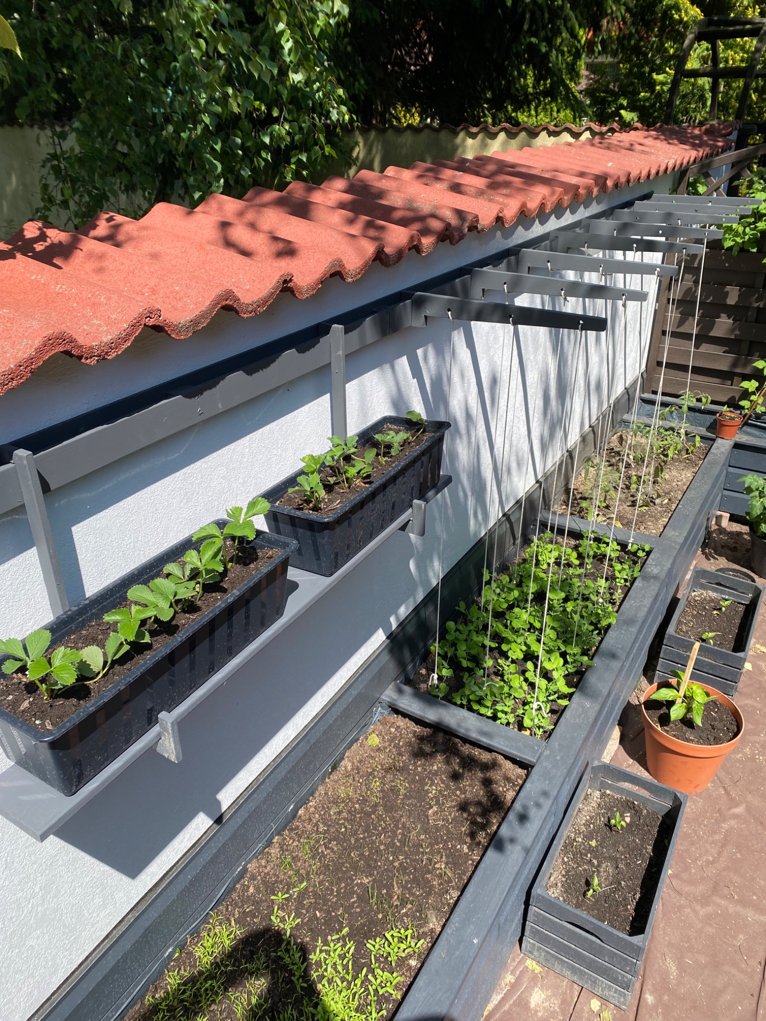 Podwyższone grządki warzywne z konstrukcją wspierającą pnącza, donice z sadzonkami truskawek na półkach, całość w szarej kolorystyce, czerwona dachówka w tle.