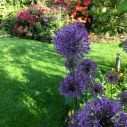 Kępa kwitnących czosnków ozdobnych o kulistych kwiatostanach w odcieniach fioletu, na tle zadbanego trawnika i kwitnących krzewów rododendronów w kolorach różowym i pomarańczowym.