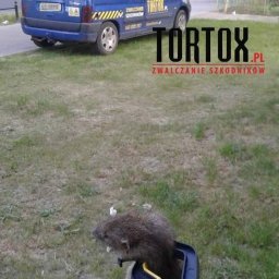 Tortox.pl - Deratyzacja Toruń