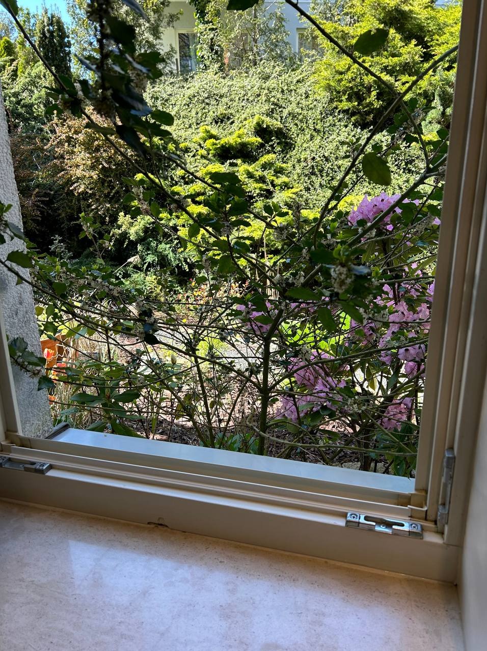 Widok z okna w Gdyni na bujny ogród z kwitnącymi różanecznikami, widziany z wnętrza domu.