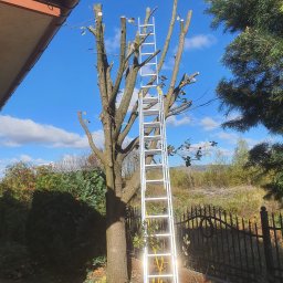 Przycinanie drzew Białystok 1