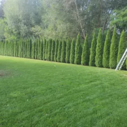 Długi szpaler równo przyciętych, wysokich tuj tworzących żywopłot wzdłuż zadbanego trawnika, drabina oparta o altanę w tle sugeruje prace pielęgnacyjne.