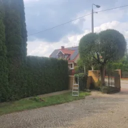 Dwie drabiny przy wysokim żywopłocie z tui, świeżo po formowaniu, z widocznymi obciętymi gałązkami na trawie, kostka brukowa na podjeździe.