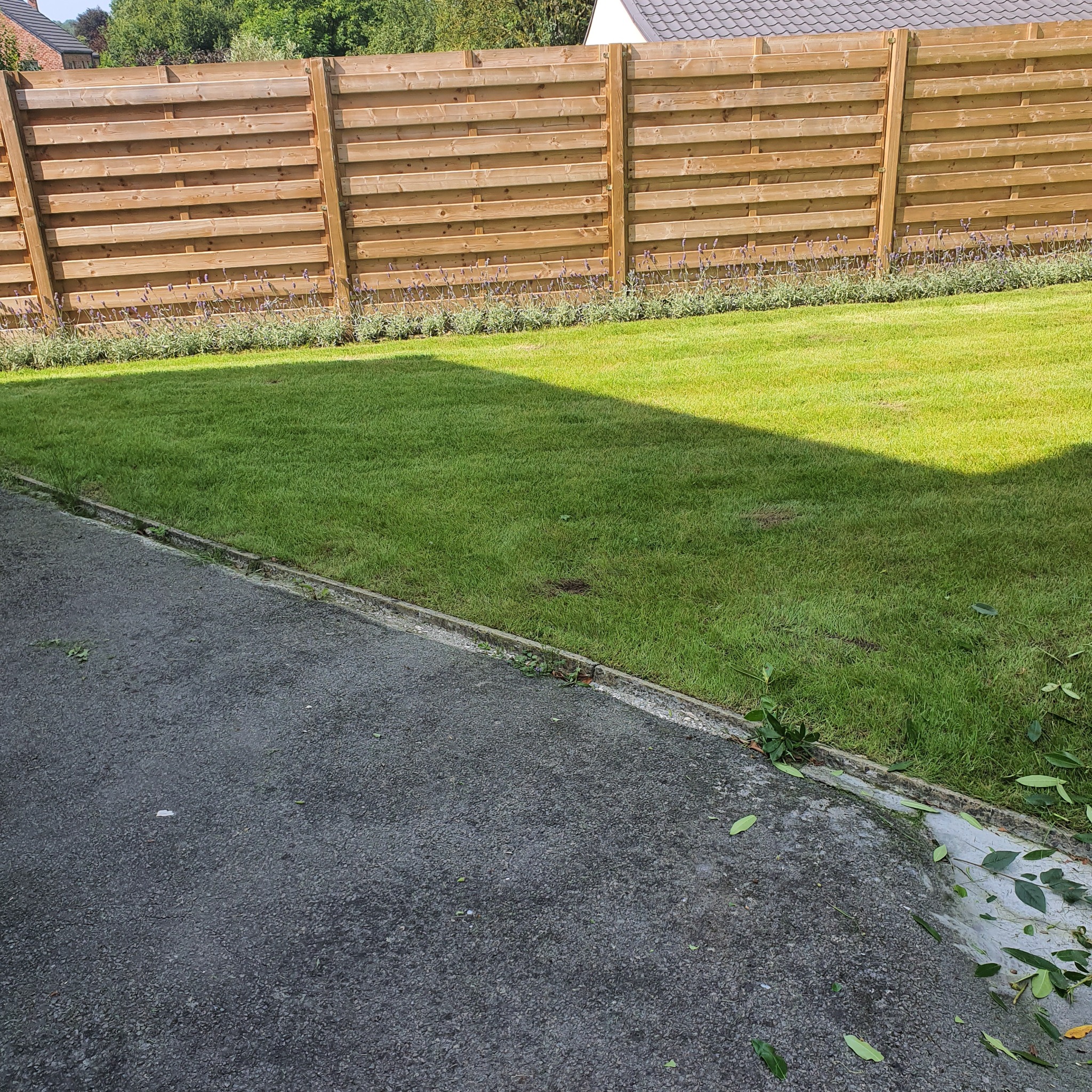 Świeżo skoszony trawnik w Białymstoku, z drewnianym płotem i rabatą z lawendą w tle, widoczne liście na chodniku.