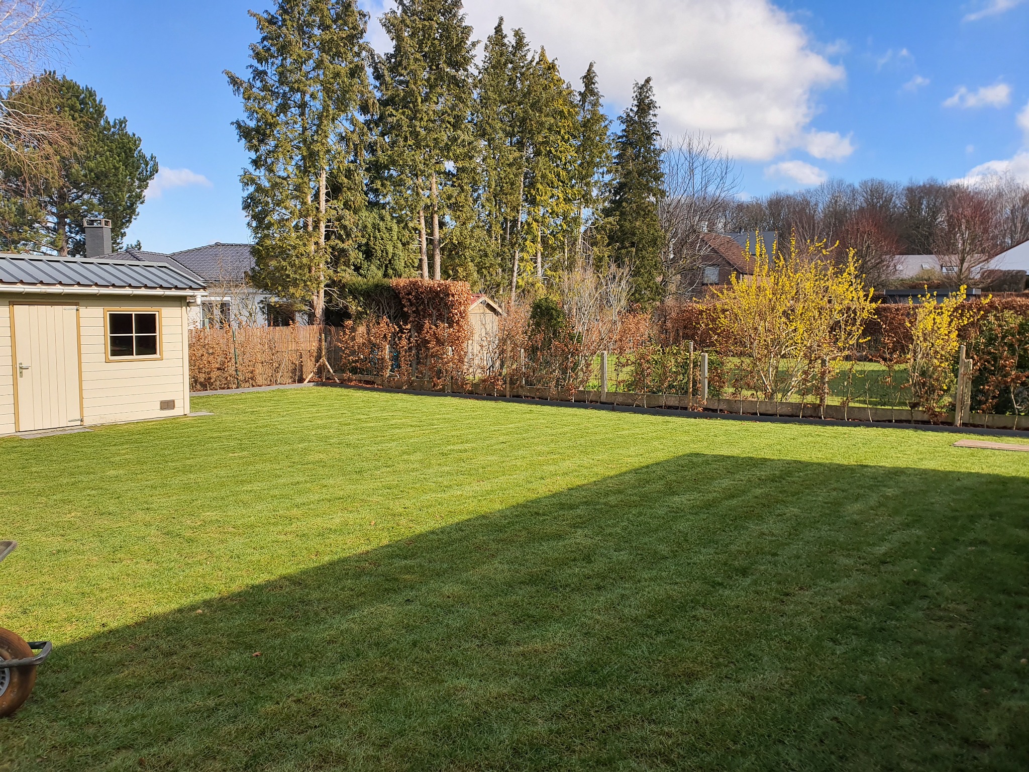 Świeżo skoszony trawnik z wyraźnymi pasami, widoczny cień rzucany przez budynek, w tle wysokie drzewa iglaste i budynek gospodarczy.