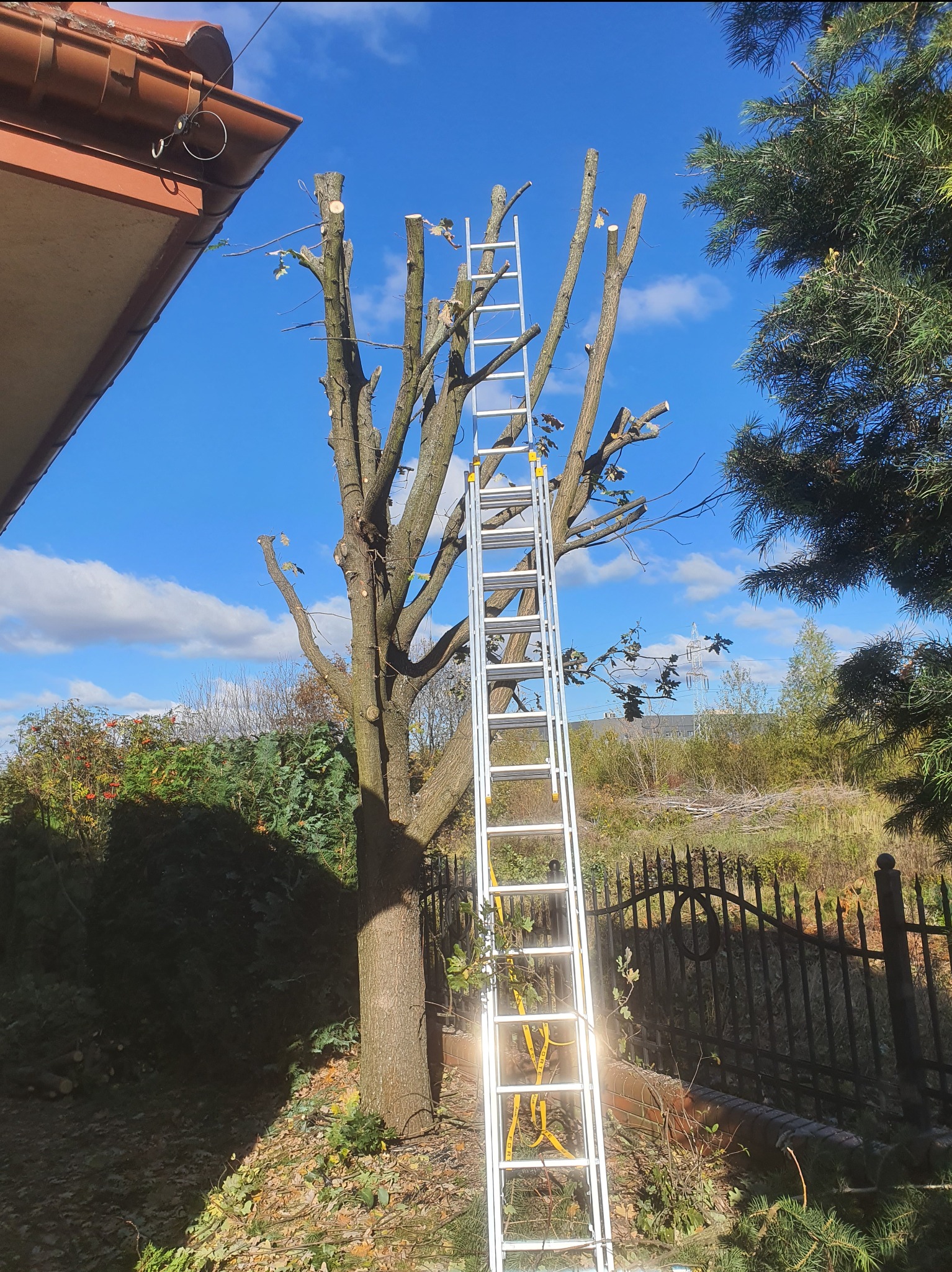 Drzewo po częściowym usunięciu gałęzi, z drabiną opartą o pień, na tle błękitnego nieba z białymi chmurami i ogrodzenia.