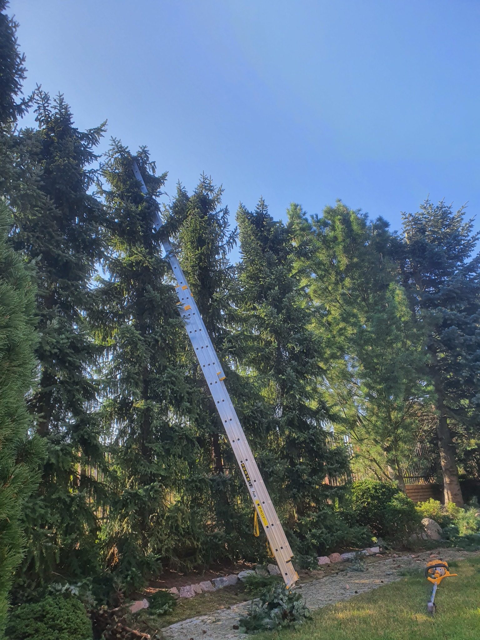 Wysoka drabina oparta o korony świerków, świeżo obcięte gałęzie leżą na trawniku, w tle błękitne niebo i żywopłot.