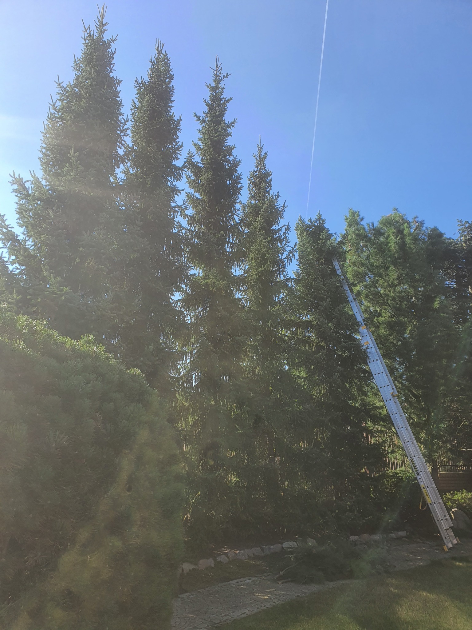 Wysokie, zielone świerki rosnące w rzędzie, z przystawioną aluminiową drabiną, sugerującą prace pielęgnacyjne lub wycinkę, na tle błękitnego nieba z widocznym śladem kondensacyjnym samolotu.