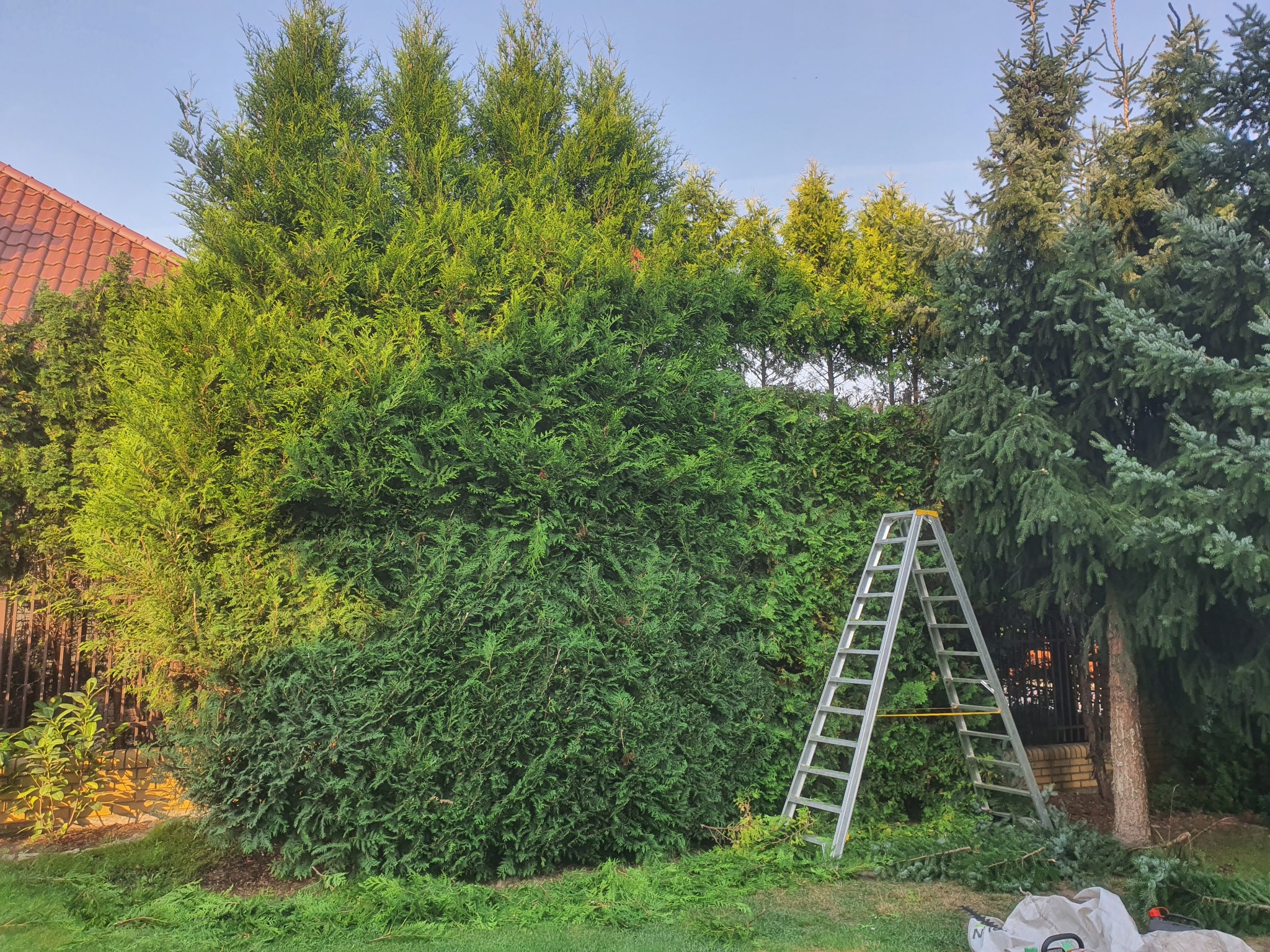 Duży, gęsty żywopłot z tuj, częściowo przycięty, z aluminiową drabiną opartą o jego bok. Świeżo obcięte gałęzie leżą na trawie. W tle widoczny fragment dachu i inne drzewa.