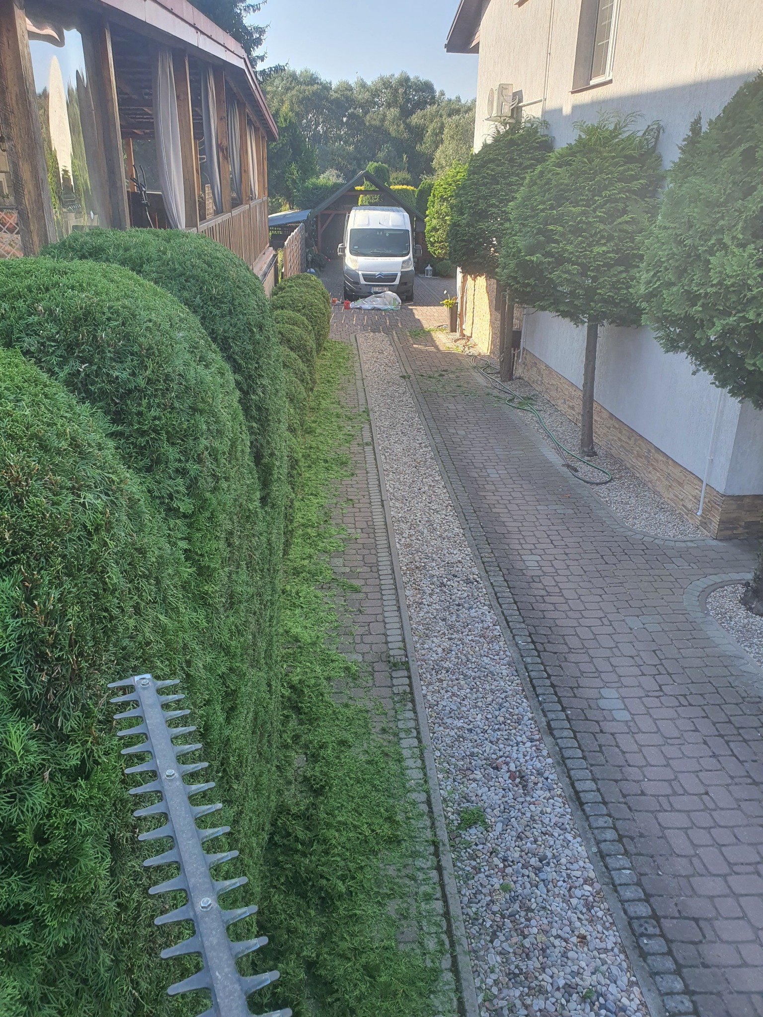 Formowany żywopłot z resztkami ściętych gałązek na kostce brukowej, widoczny fragment nożyc do żywopłotu, w tle biały bus na podjeździe.