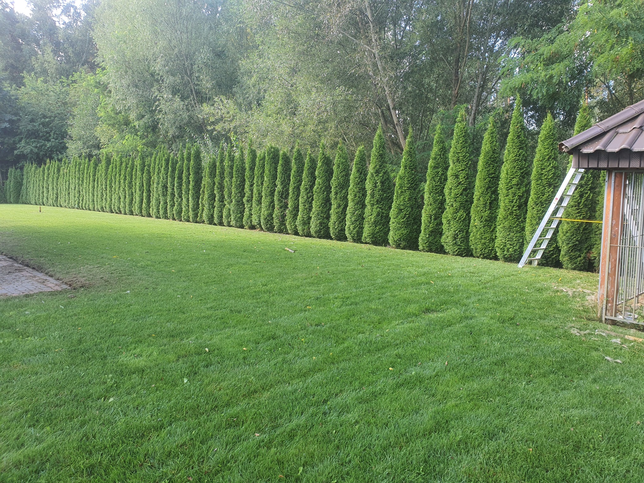 Długi szpaler równo przyciętych, wysokich tuj tworzących żywopłot wzdłuż zadbanego trawnika, drabina oparta o altanę w tle sugeruje prace pielęgnacyjne.