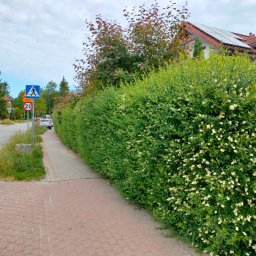 Zięba Ogrody - Kwitnący, gęsty żywopłot z drobnymi białymi kwiatami oddzielający chodnik od ulicy w zabudowie jednorodzinnej. W tle znak drogowy i dom z panelami słonecznymi.