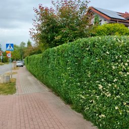 Zięba Ogrody - Długi, gęsty żywopłot z kwitnącymi białymi kwiatami, oddzielający chodnik z czerwonej kostki brukowej od ulicy z widocznym znakiem drogowym i zaparkowanymi samochodami; w tle dom z panelami...