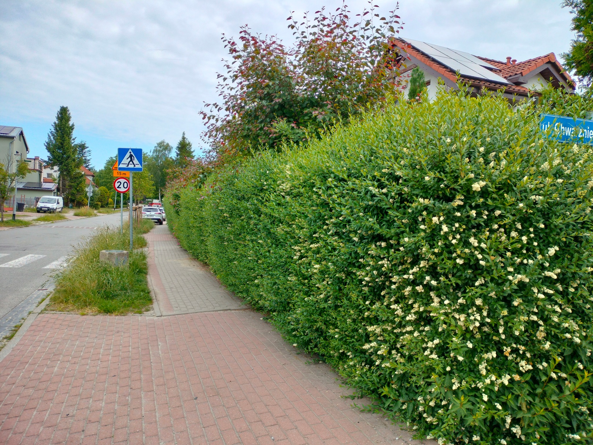 Kwitnący, gęsty żywopłot z drobnymi białymi kwiatami oddzielający chodnik od ulicy w zabudowie jednorodzinnej. W tle znak drogowy i dom z panelami słonecznymi.