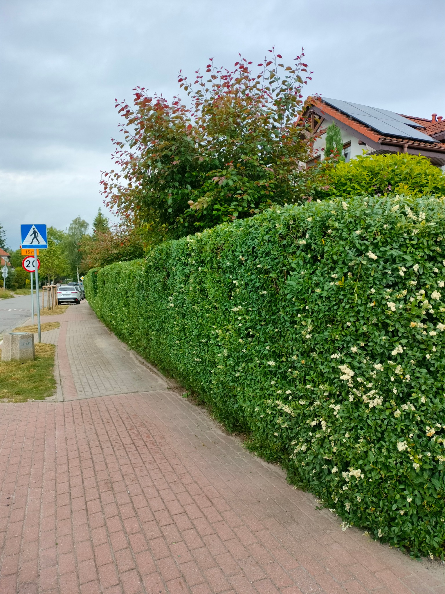 Długi, gęsty żywopłot z kwitnącymi białymi kwiatami, oddzielający chodnik z czerwonej kostki brukowej od ulicy z widocznym znakiem drogowym i zaparkowanymi samochodami; w tle dom z panelami...