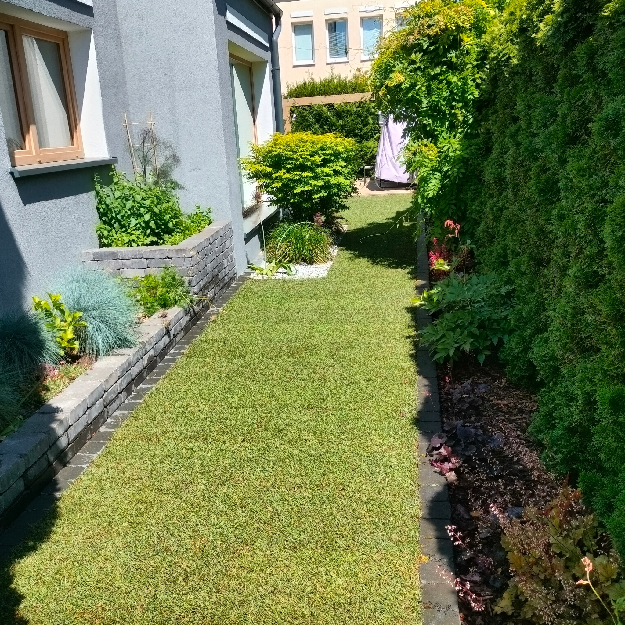 Wąski trawnik między domem a wysokim żywopłotem, z rabatami kwiatowymi i roślinami ozdobnymi wzdłuż murku oporowego i ścieżki.