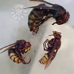 #szerszenie
#królowa
