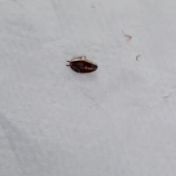 Dezynsekcja i deratyzacja Bydgoszcz 1