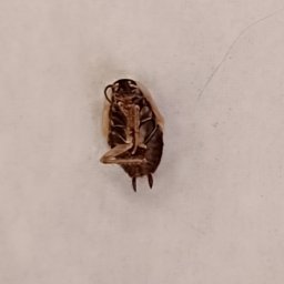 Dezynsekcja i deratyzacja Bydgoszcz 3