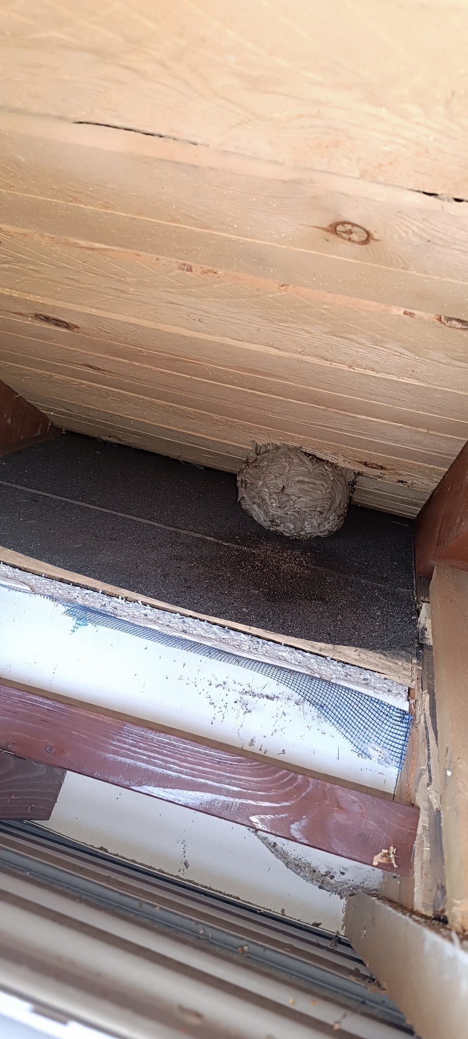 Gniazdo os w rogu drewnianej konstrukcji, widoczne fragmenty okna i ślady po owadach.