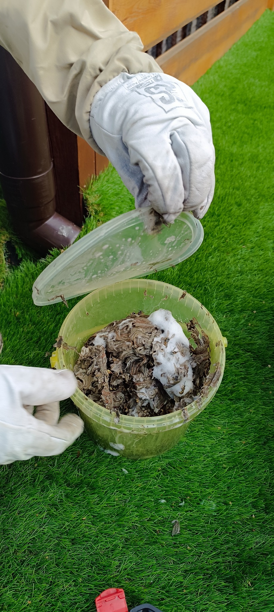 Oczyszczanie gniazda os z użyciem pianki w żółtym wiadrze na sztucznej trawie, widoczne rękawice ochronne i rynna spustowa.