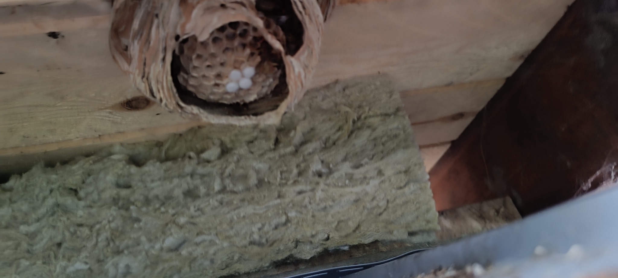 Gniazdo os pod drewnianą konstrukcją dachu, widoczne komórki z białymi larwami, ocieplenie z wełny mineralnej w tle.