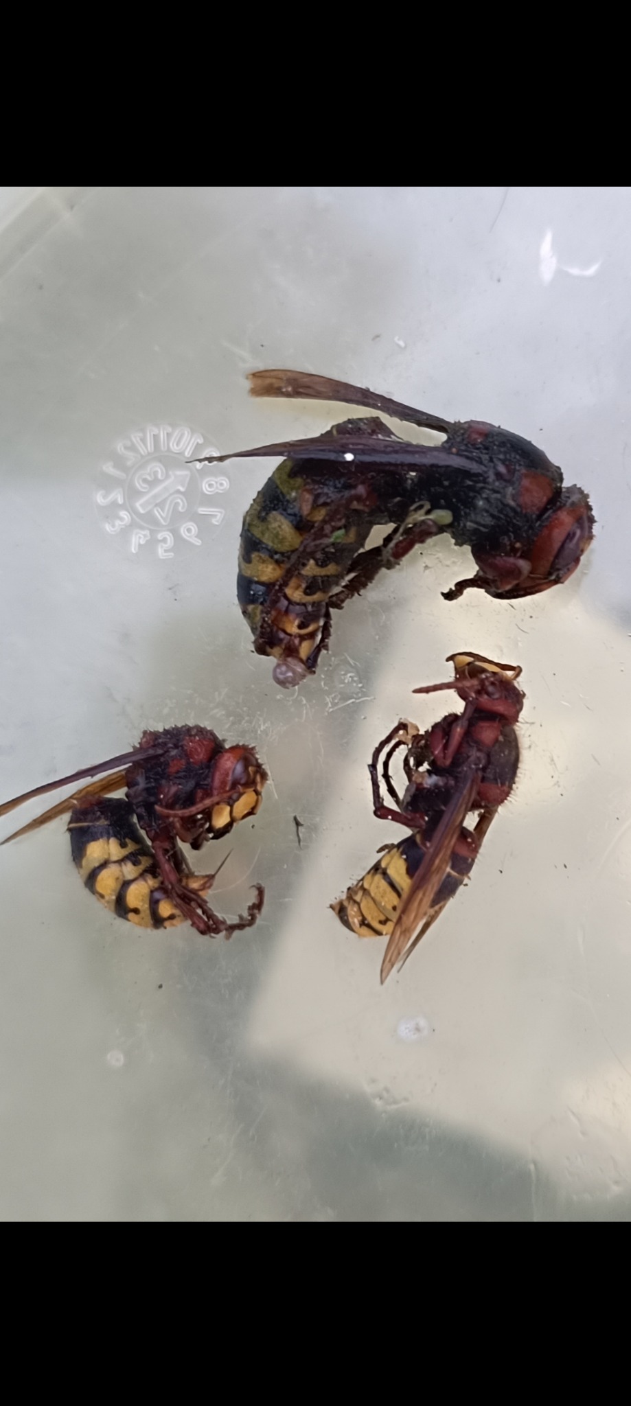 #szerszenie #królowa