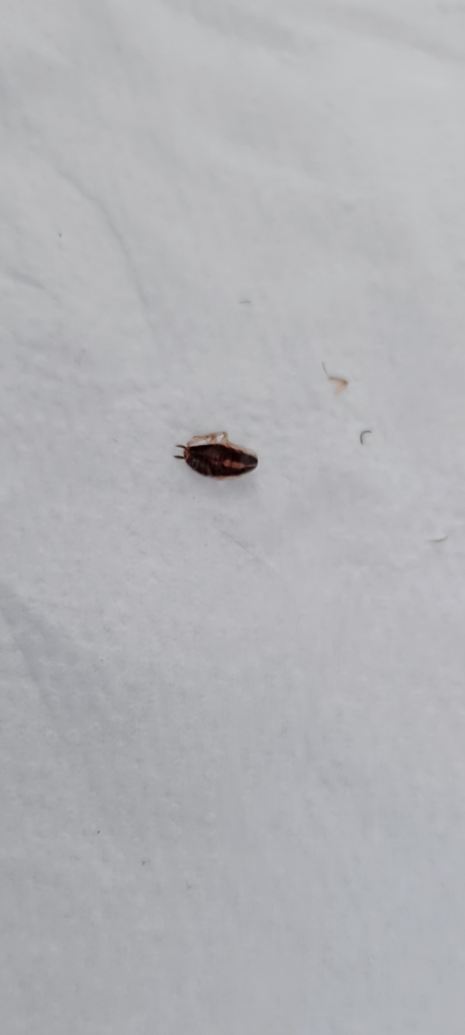 Martwy pluskwiak na jasnej, lekko pogniecionej powierzchni, widoczne drobne włoski i pyłki.