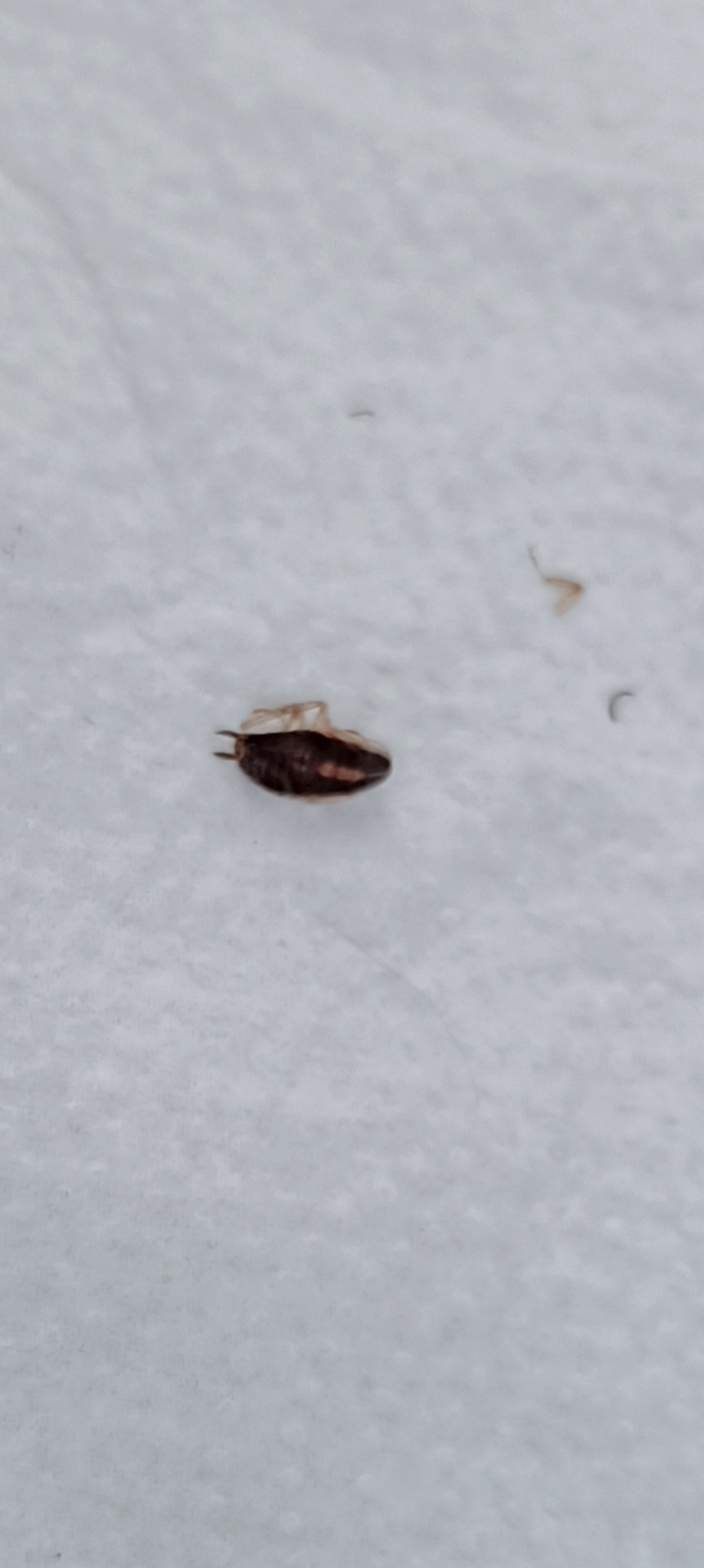 Pojedynczy pluskwiak w zbliżeniu, widoczne segmenty ciała i odnóża na białym tle.