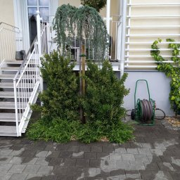 Trawa z rolki Tuchów 1