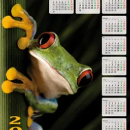 Kalendarz B1 z 2011 roku z motywem żaby drzewnej na zielonej łodydze, obok której umieszczono rozkład miesięcy.