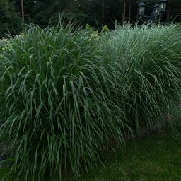 Koszenie trawy Opole 1