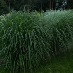 Dwa kępy ozdobnych traw w ogrodzie, z widocznymi lampami ogrodowymi w tle, tworzące naturalny, zielony akcent w przestrzeni.