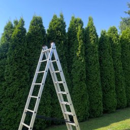 Krystian Jakubowski - Rząd równo przyciętych, zielonych żywotników zachodnich (tui) pod błękitnym niebem. Aluminiowa drabina i pilarka spalinowa na trawie sugerują prace pielęgnacyjne.