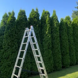 Rząd równo przyciętych, zielonych żywotników zachodnich (tui) pod błękitnym niebem. Aluminiowa drabina i pilarka spalinowa na trawie sugerują prace pielęgnacyjne.