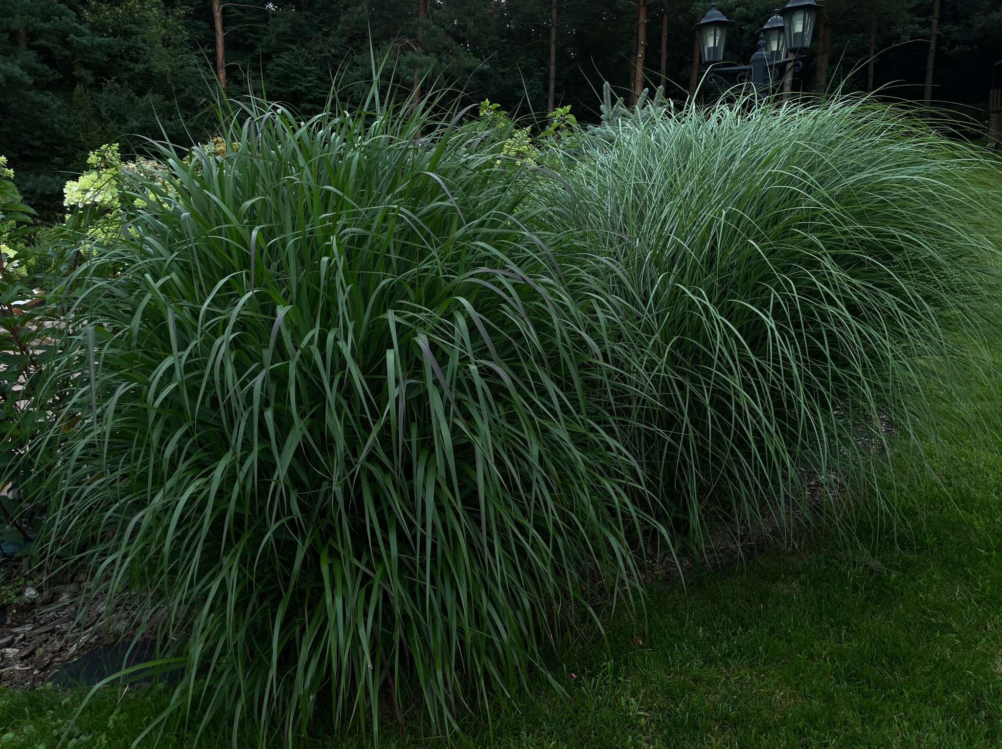 Dwa kępy ozdobnych traw w ogrodzie, z widocznymi lampami ogrodowymi w tle, tworzące naturalny, zielony akcent w przestrzeni.