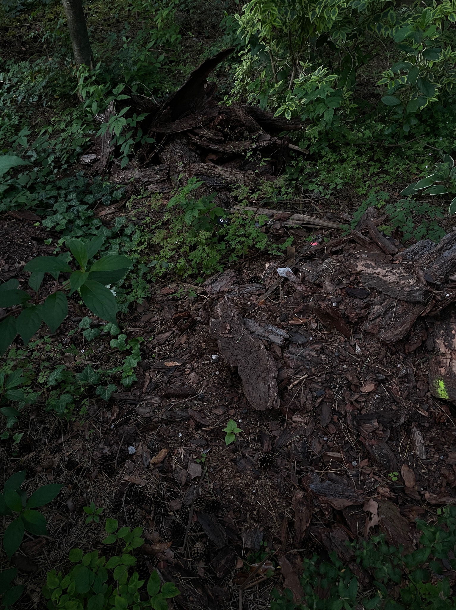 Zarośnięte, nierówne podłoże leśne z korą, gałęziami, szyszkami i zielenią. Fragment pnia drzewa w tle, zarośnięty bluszczem i młodymi roślinami. Ciemne ujęcie.