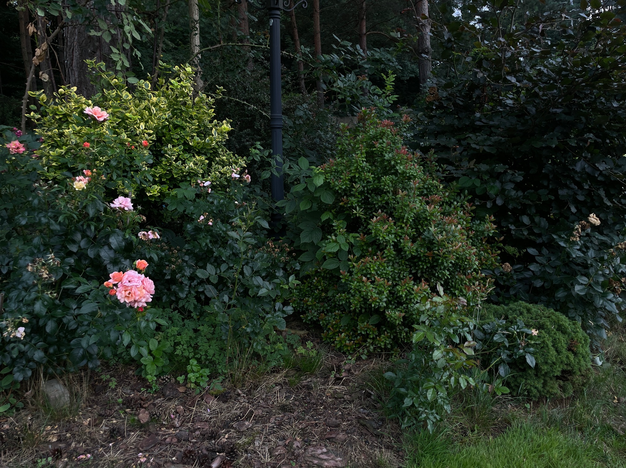 Kwitnące róże w ogrodzie przydomowym. Różne gatunki krzewów ozdobnych tworzą kompozycję. W tle widoczna latarnia ogrodowa i drzewa.
