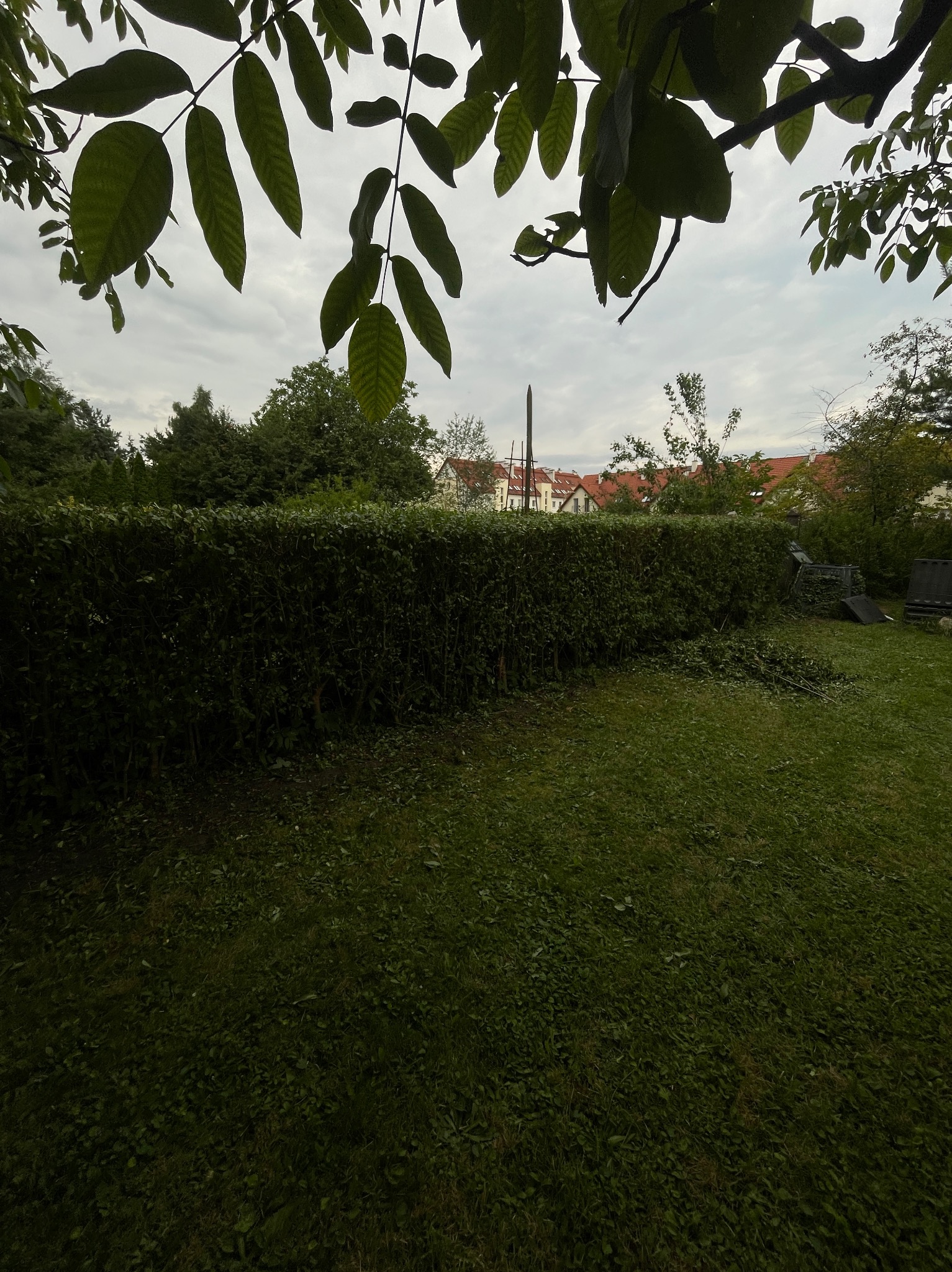 Wypielęgnowany żywopłot w ogrodzie z przyciętą trawą, widoczne liście i gałęzie, na trawie leżą ścięte gałęzie. W tle zabudowa miejska z czerwonymi dachami.